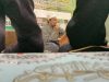 Istighotsah dan Pengajian Rutin di PPSD Cabang Kedung Santren Bojonegoro Pengajian Al-Hikam